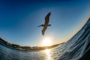 Above the Waves
