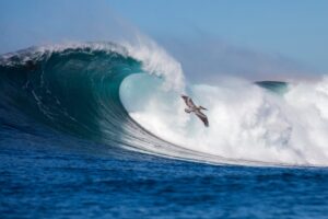 Bird flying over a large ocean wave with blue sky in the background