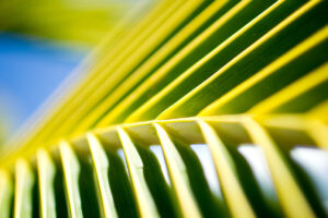 Palms